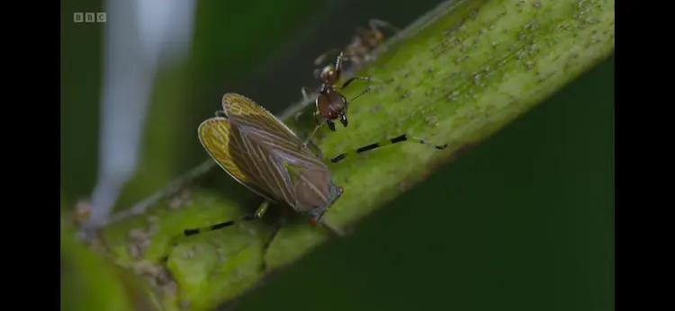 Treehopper (Aethalion reticulatum) as shown in Planet Earth III - Forests